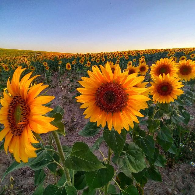 Girasoles de Tiedra