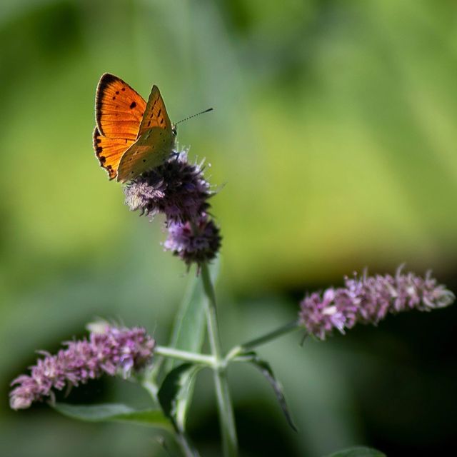 Mariposa naranja en Somiedo