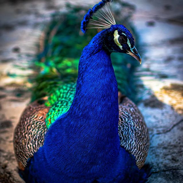 Pavo real portugués